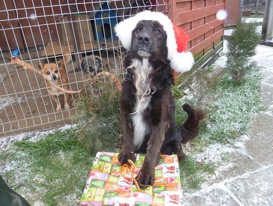 Zostań Mikołajem dla bezdomnych zwierząt