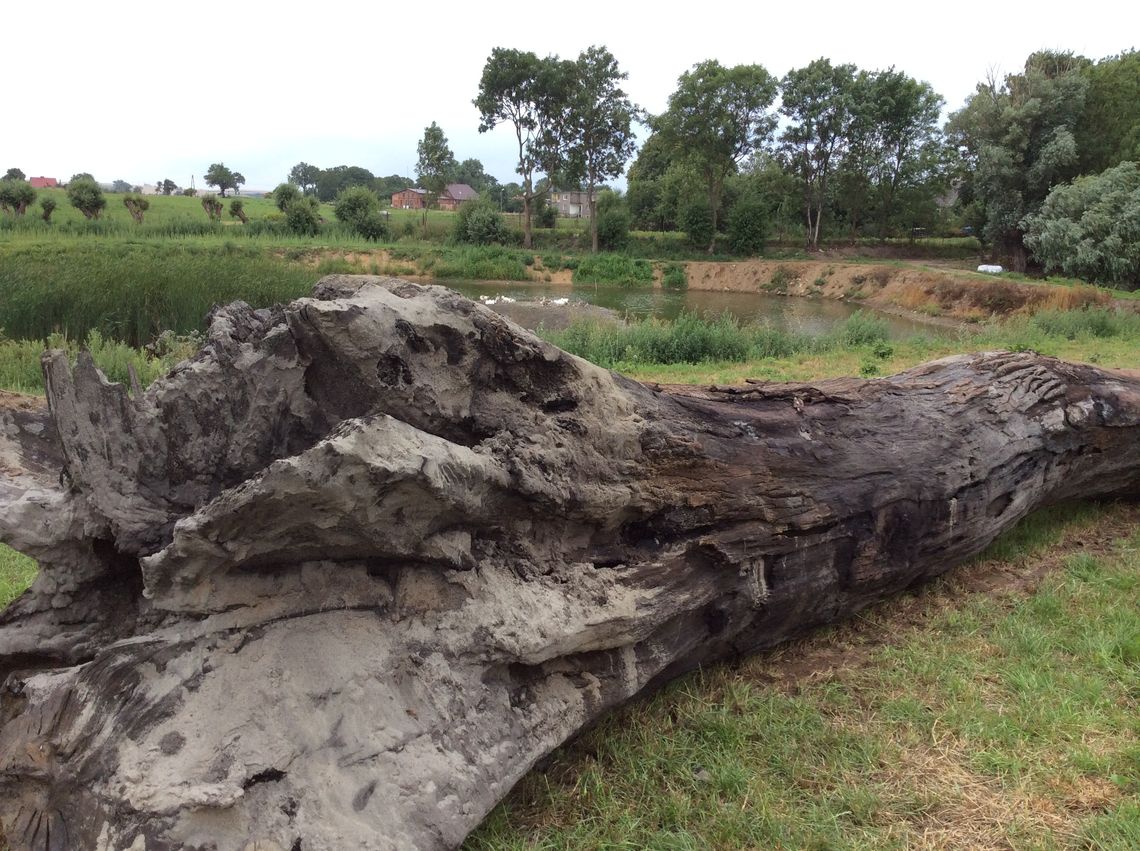 1000-letni dąb wydobyty - co dalej? Jak zagospodarować kolosa? 1000-letni dąb wydobyty - co dalej? Jak zagospodarować kolosa?