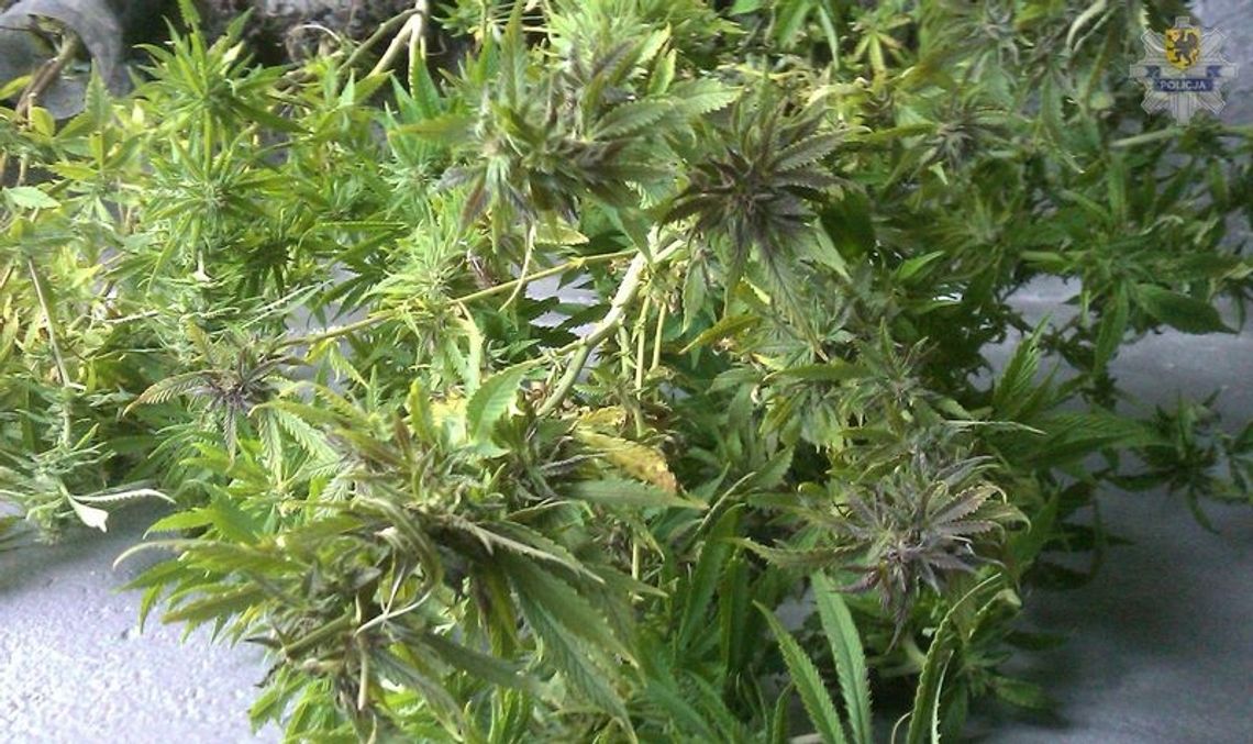 18-latek z 5 gramami trawki