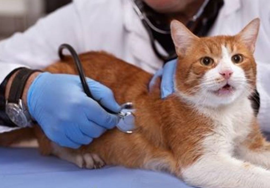 26 kwietnia 2025 r. - Ważny dzień w kalendarzu. Światowy Dzień Lekarzy Weterynarii