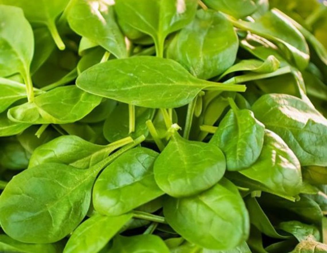 26 Marca 2026 r. - Ważny dzień w kalendarzu. Międzynarodowy Dzień Szpinaku