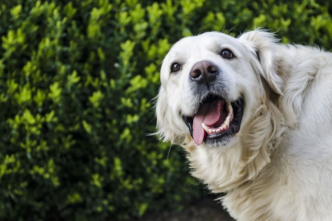 3 lutego 2025 r. - Ważny dzień w kalendarzu. Międzynarodowy Dzień Golden Retrievera