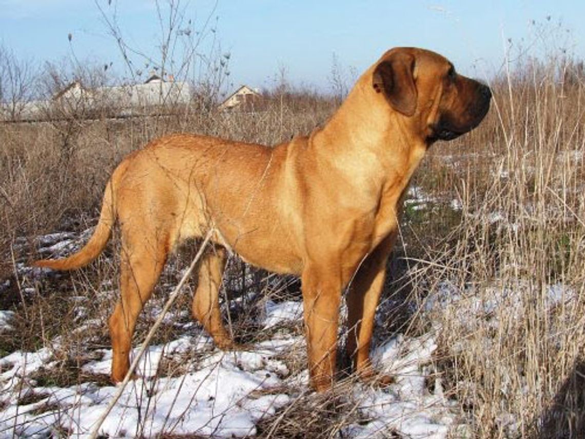 3,5-latek poturbowany przez psa. Właścicielka może usłyszeć zarzuty 3,5-latek poturbowany przez psa. Właścicielka może usłyszeć zarzuty