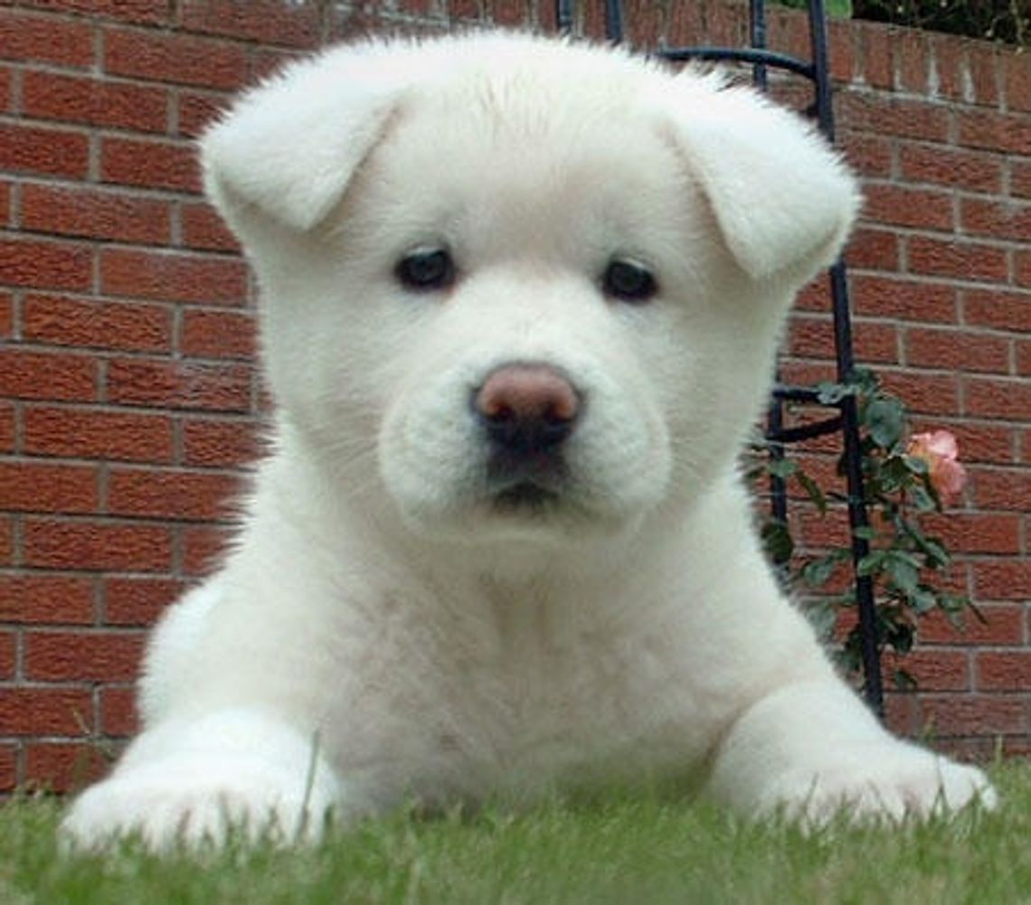 Akita – symbol psiej wierności. Dobra niania dla dzieci Akita – symbol psiej wierności. Dobra niania dla dzieci