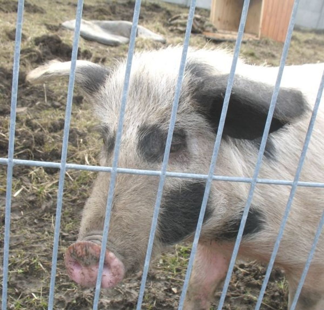 Amnestia dla… właściciela świnki