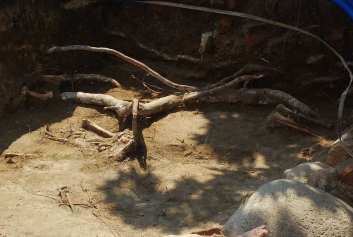 Archeolodzy kontynuują prace w Gniewie Archeolodzy kontynuują prace w Gniewie