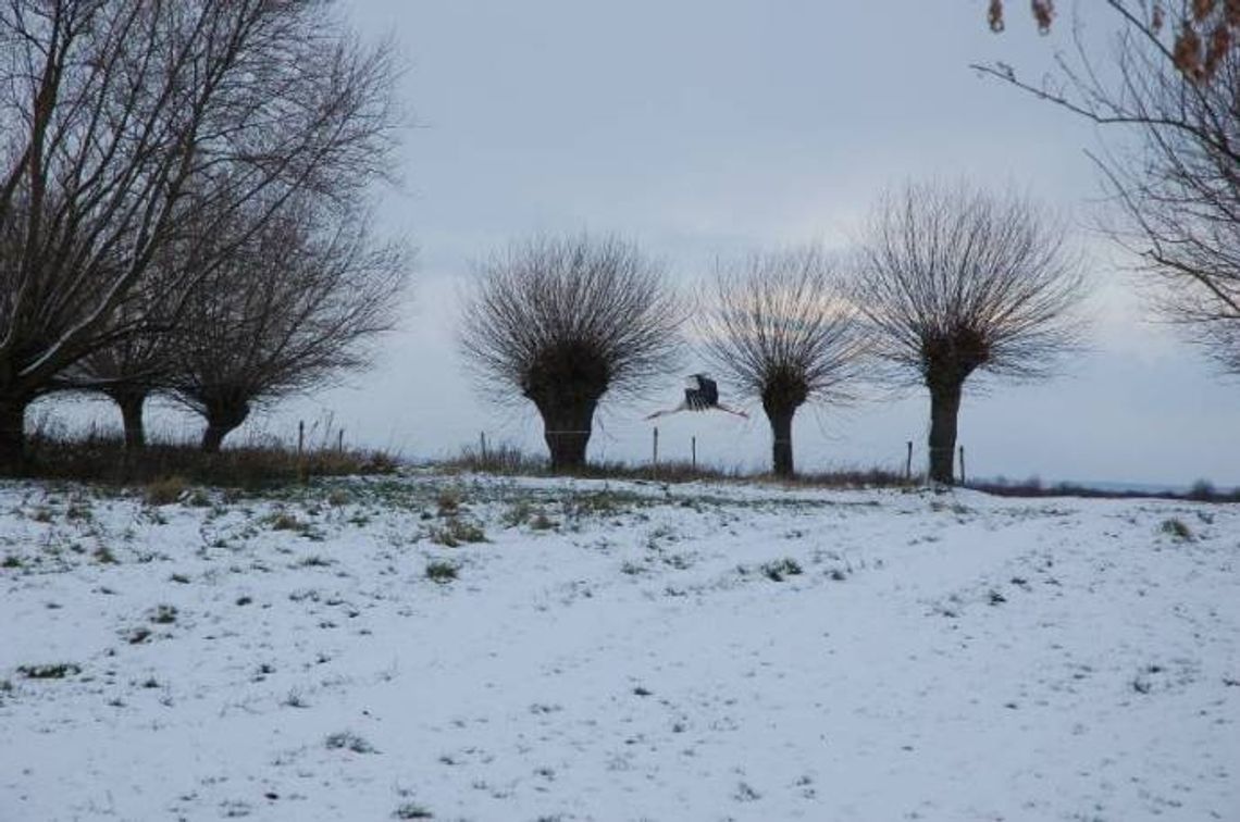 Azyl dla bociana w Brodach. Gość z Afryki zajęty polowaniem na... myszy