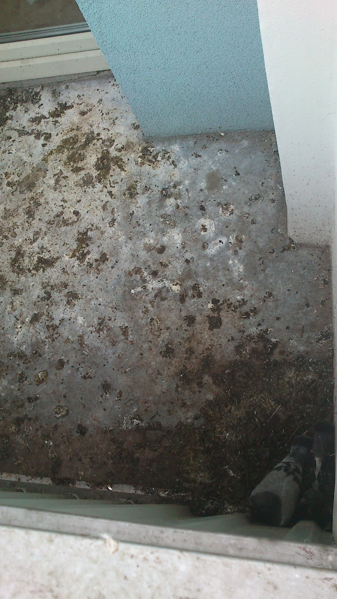 Balkon w gołębich odchodach
