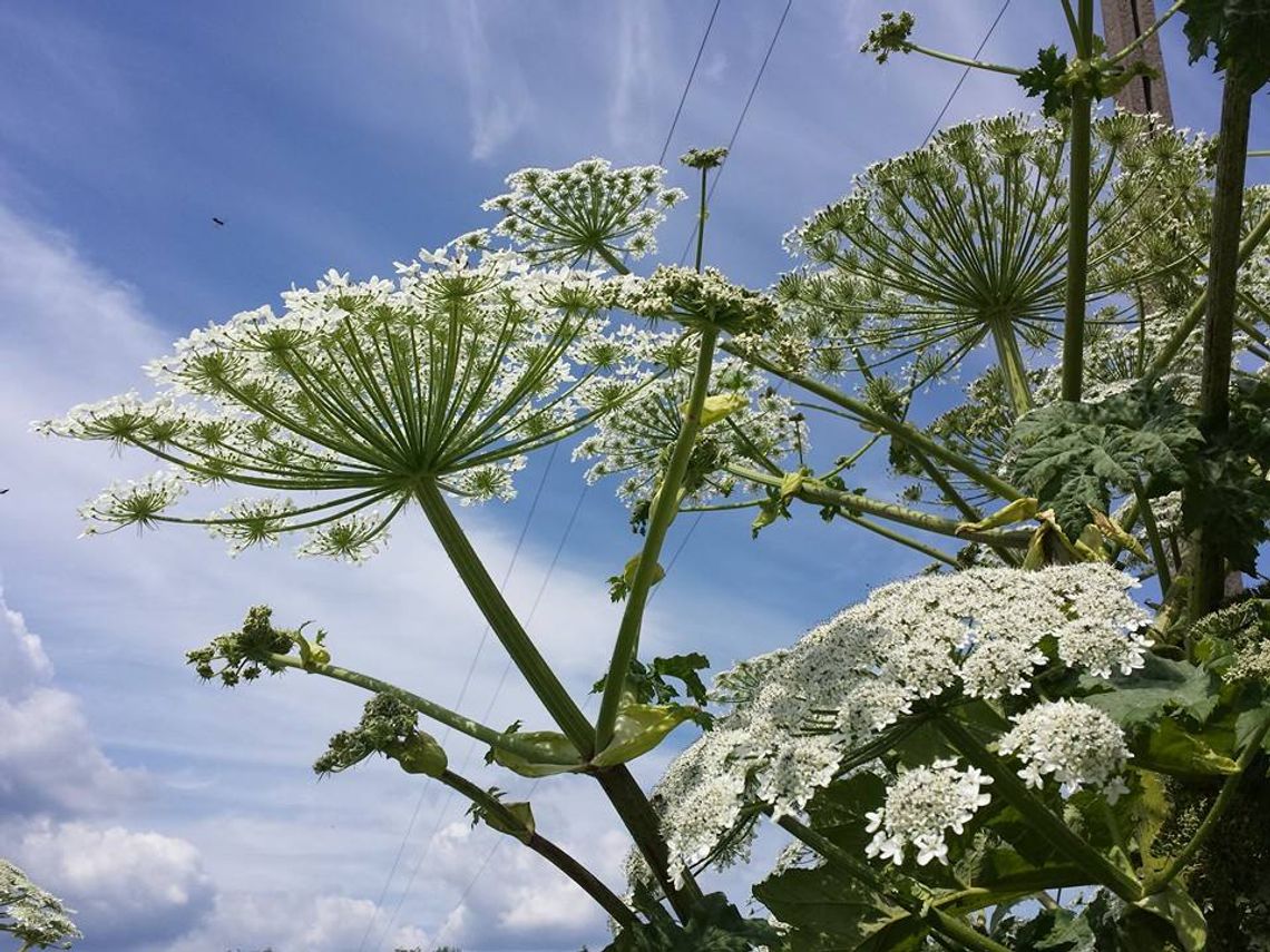 Barszcz Sosnowskiego - uwaga na zabójczą roślinę! Barszcz Sosnowskiego - uwaga na zabójczą roślinę!