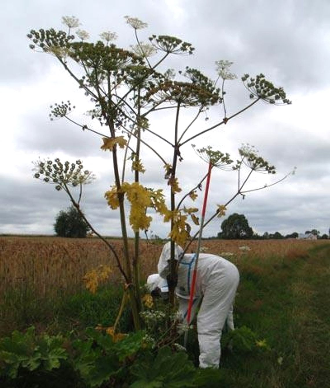 Barszcz Sosnowskiego w Turzu i Rukosinie?