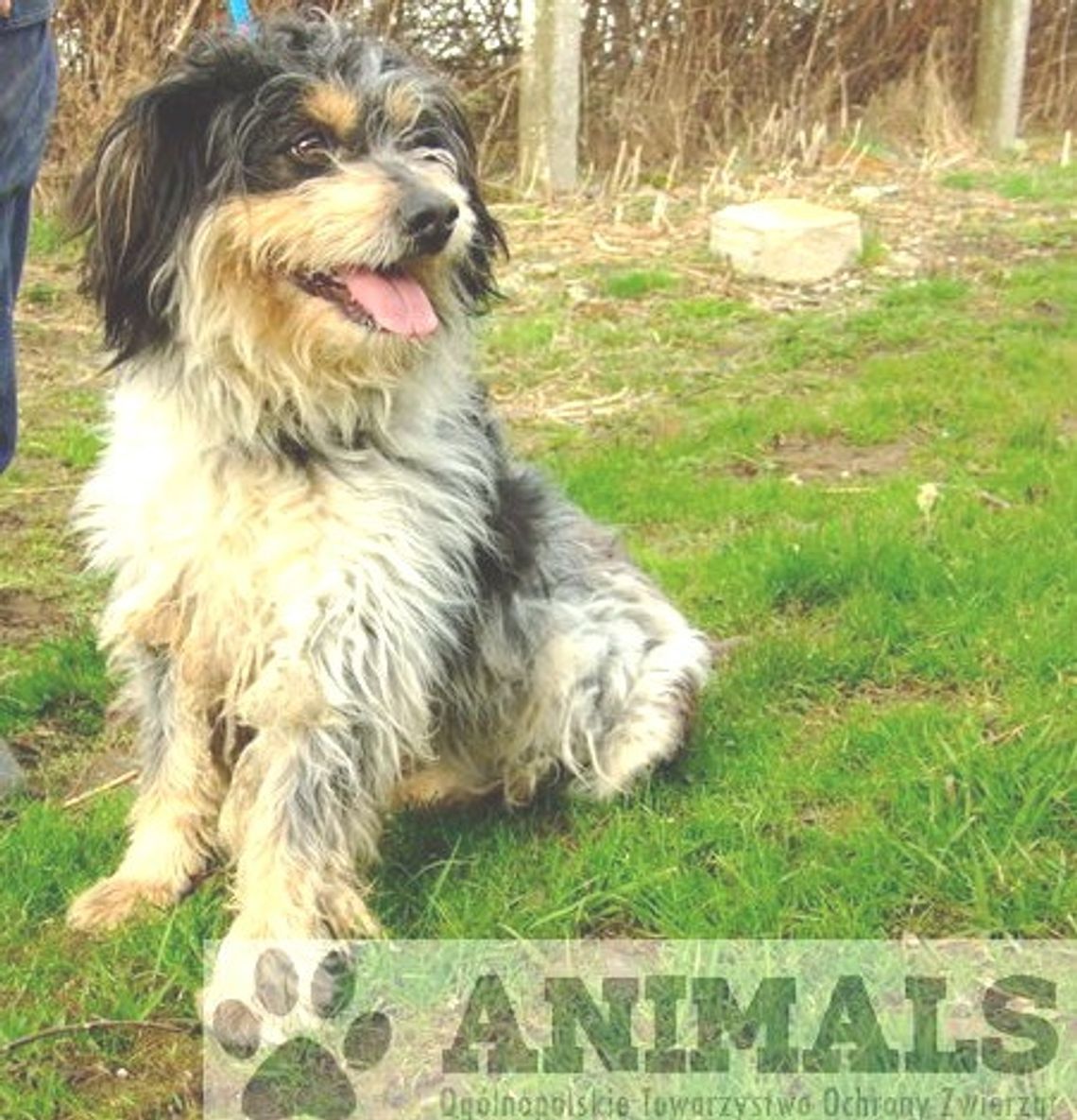 Bezdomne psy czekają na opiekunów... Bezdomne psy czekają na opiekunów...