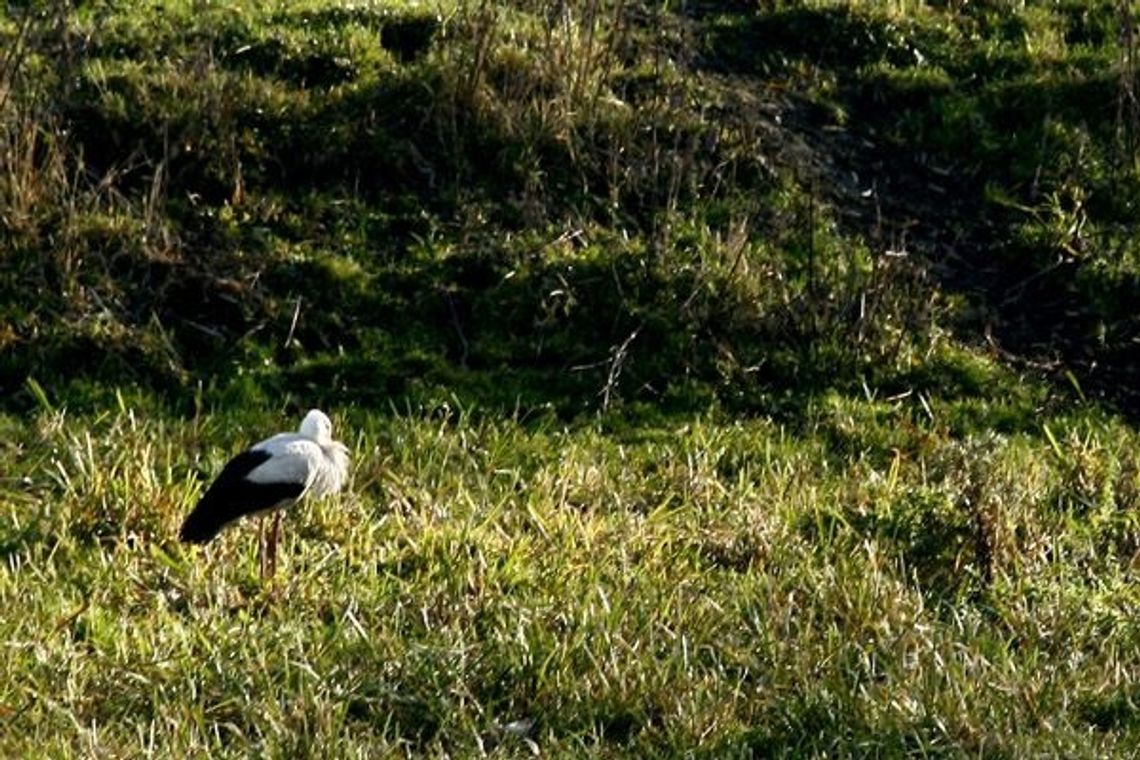 Biały bocian w gminie Gniew - w Jaźwiskach zamiast w... Afryce Biały bocian w gminie Gniew - w Jaźwiskach zamiast w... Afryce