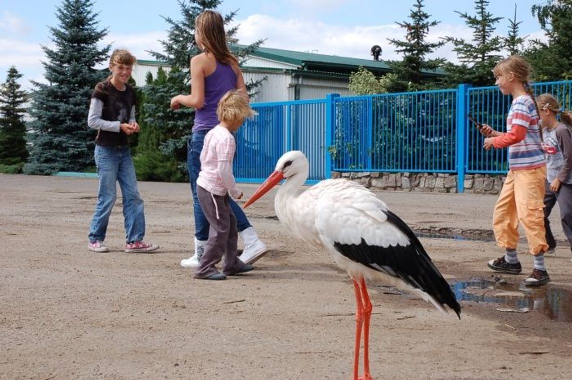 Bocian kaskader. Zahaczył o kable i... spadł na ziemię Bocian kaskader. Zahaczył o kable i... spadł na ziemię