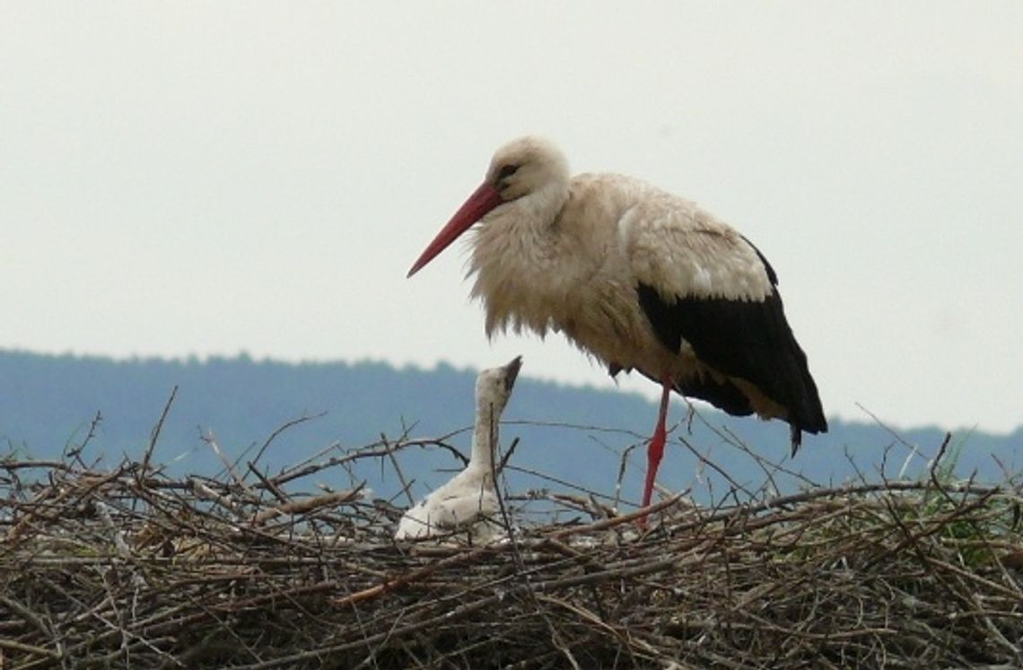 Bocianie narodziny i... wielki apetyt piskląt Bocianie narodziny i... wielki apetyt piskląt