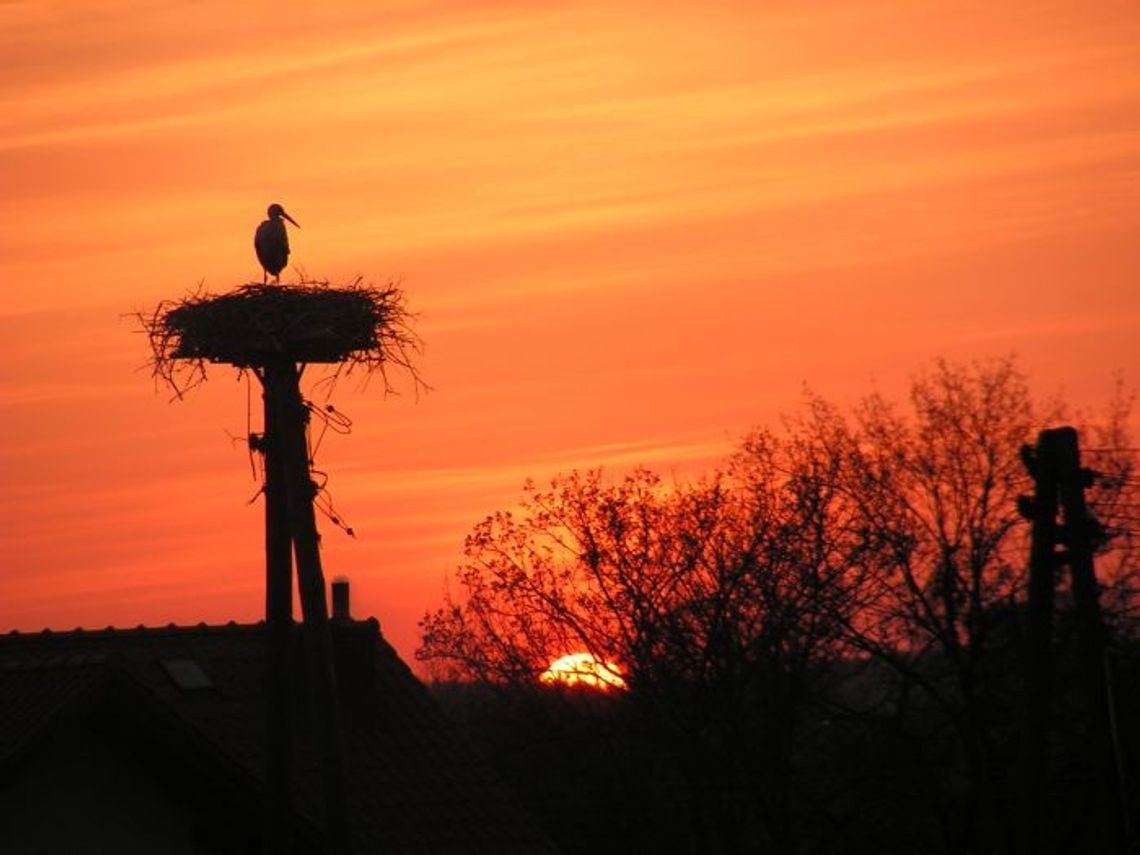 Bociany wróciły do Śliwin. Spodobał się im nowy dom Bociany wróciły do Śliwin. Spodobał się im nowy dom