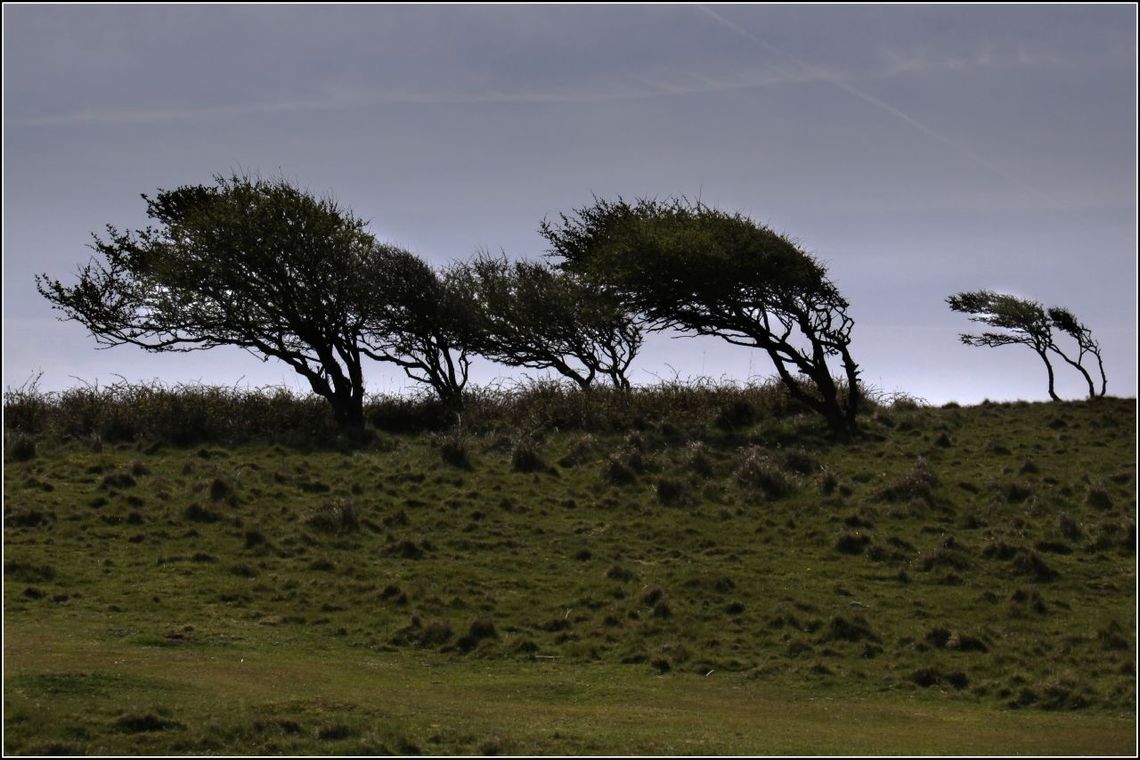 Centrum Zarządzania Kryzysowego ostrzega: porywisty wiatr - nawet 90 km/h