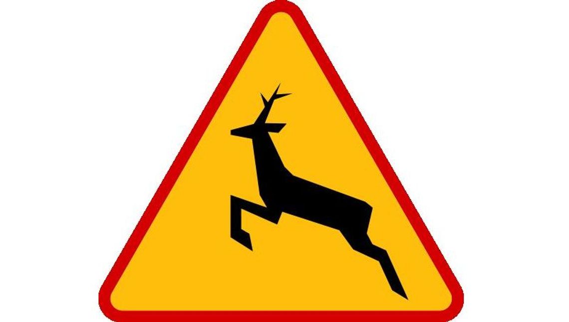 Ciężarna sarna przepłynęła Wisłę! Ciężarna sarna przepłynęła Wisłę!