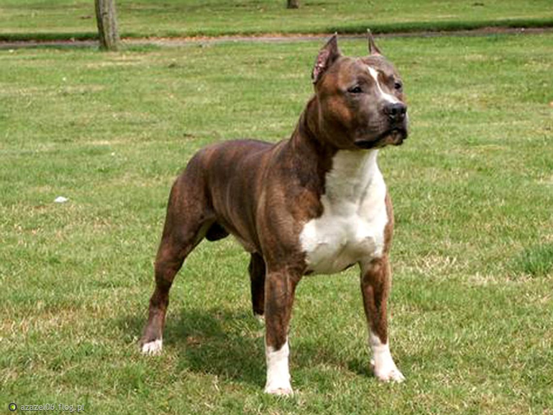 Czy musi dojść do tragedii? Psy gonią dzieci, dorośli też się boją Czy musi dojść do tragedii? Psy gonią dzieci, dorośli też się boją