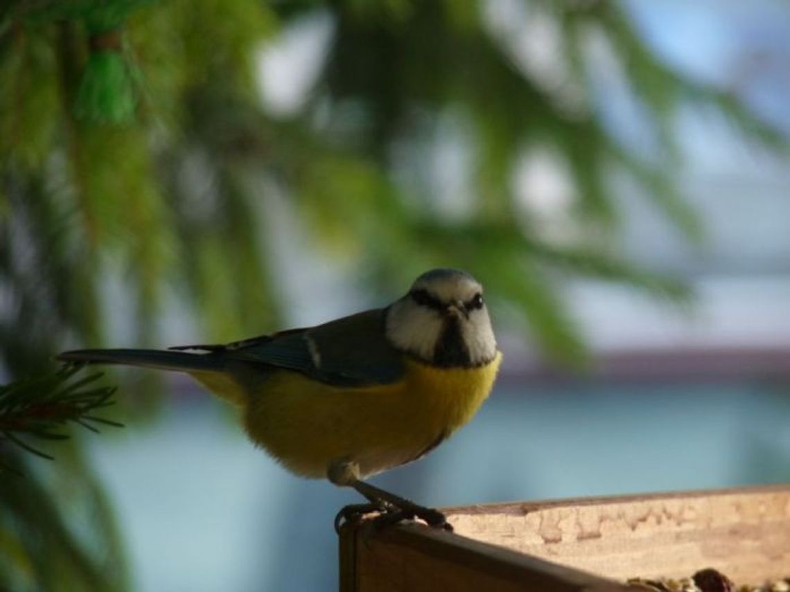 Dlaczego bocian nie zjada żab? Obserwacja on-line karmnika dla ptaków to wielka satysfakcja Dlaczego bocian nie zjada żab? Obserwacja on-line karmnika dla ptaków to wielka satysfakcja