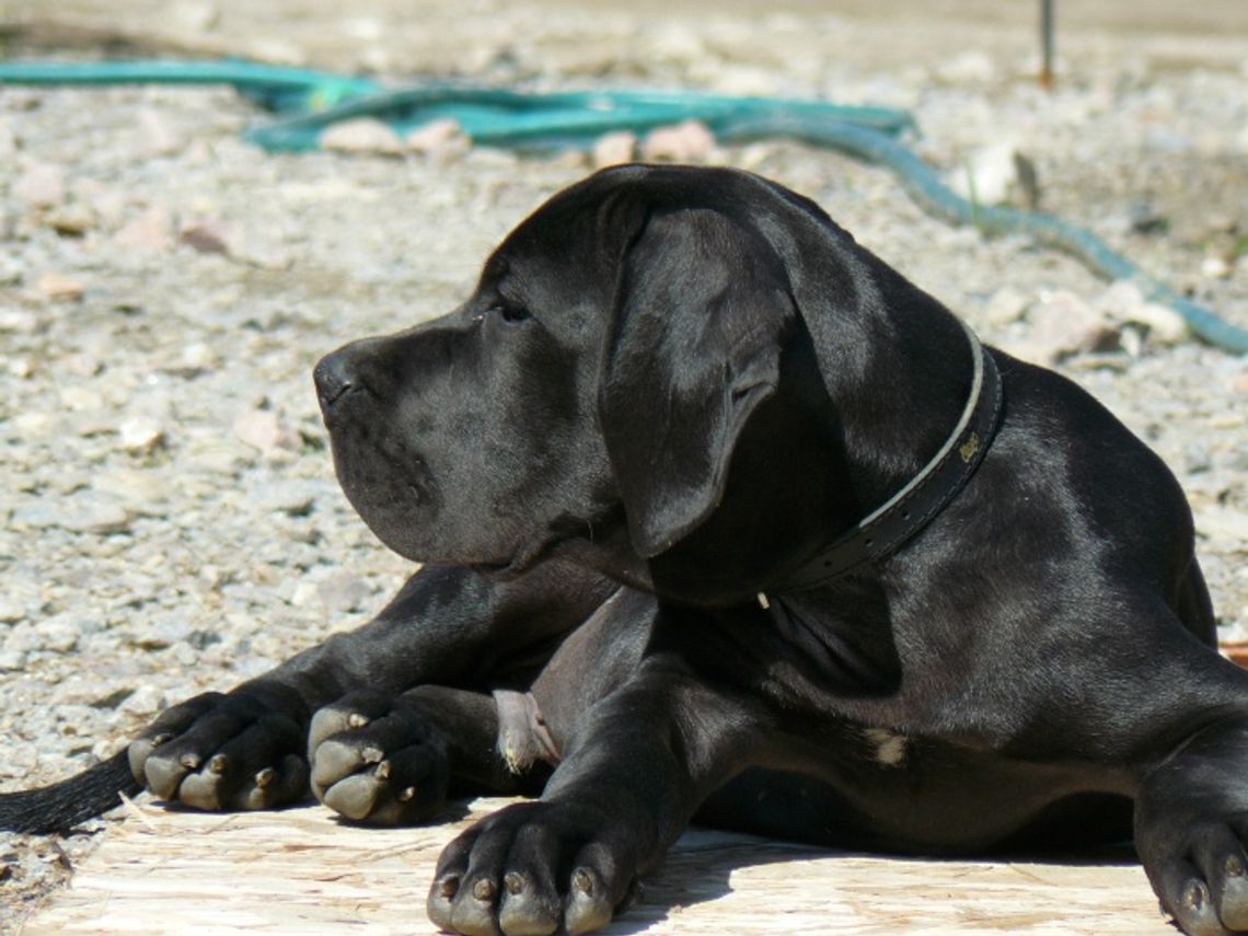 Dog niemiecki - pacyfistyczny Apollo o wielkim sercu Dog niemiecki - pacyfistyczny Apollo o wielkim sercu