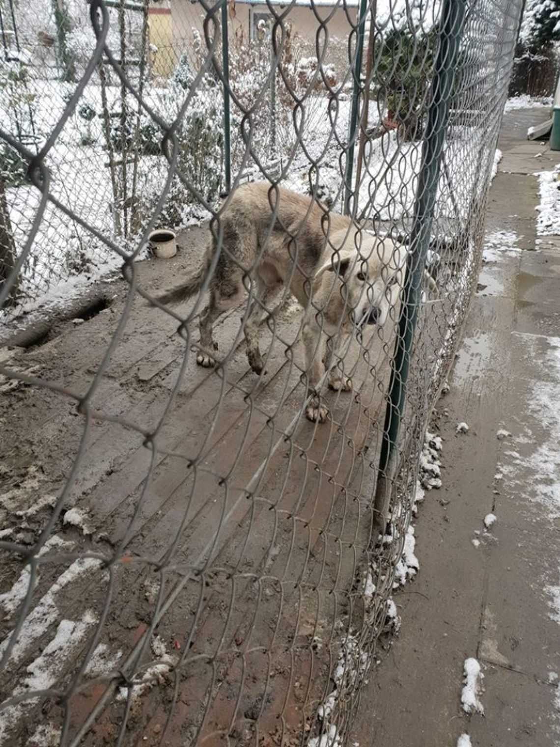 Fatalne odkrycie w podtczewskiej wsi. Wychudzony pies „leczył się sam po wypadku” Fatalne odkrycie w podtczewskiej wsi. Wychudzony pies „leczył się sam po wypadku”