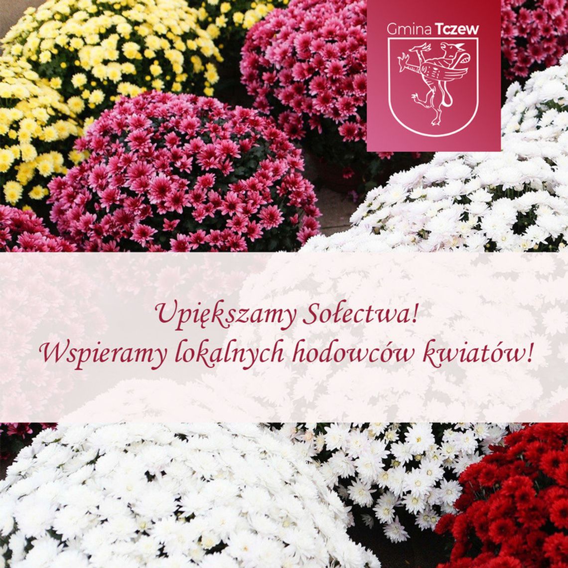 Gmina Tczew wspiera lokalnych hodowców kwiatów