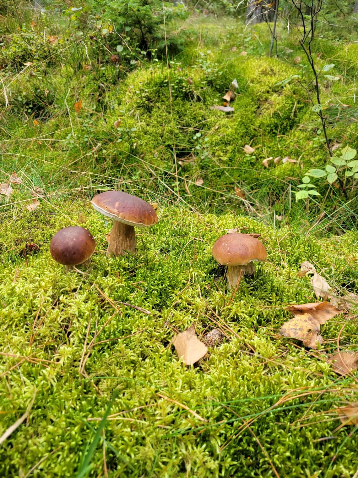 Grzybobranie w Borach Tucholskich – najlepszy sposób na jesienny relaks Grzybobranie w Borach Tucholskich – najlepszy sposób na jesienny relaks