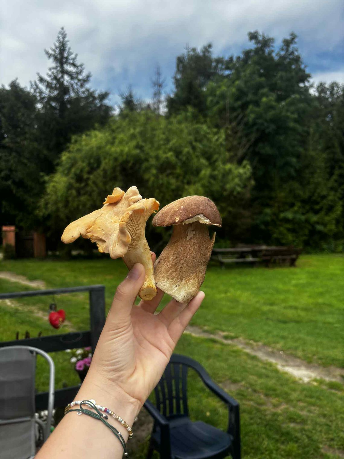 Grzyby po deszczu! Kurki, prawdziwki i smak lata w lesie Grzyby po deszczu! Kurki, prawdziwki i smak lata w lesie