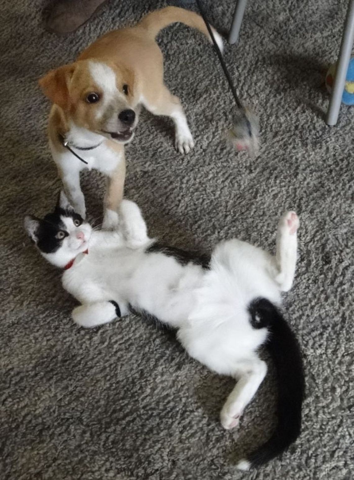 Historia małego kotka z happy endem Historia małego kotka z happy endem