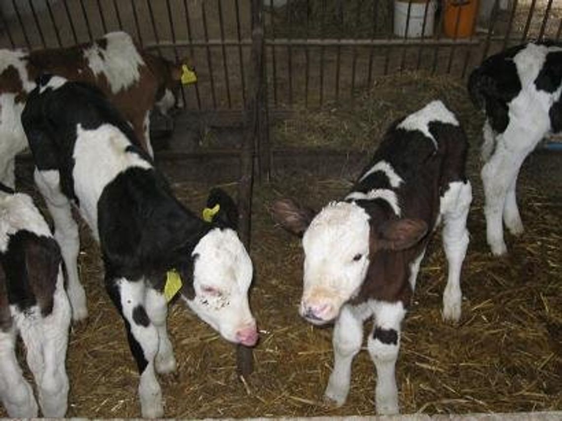 Horrendalne kary! 15 tys. zł za dzień spóźnienia