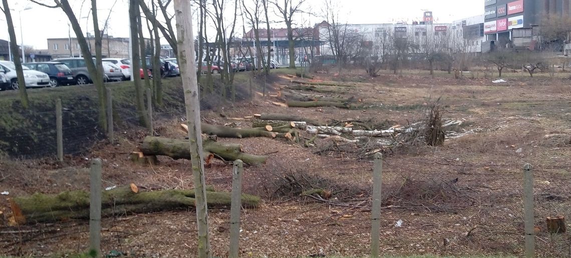 Interwencje straży miejskiej powodem wycinki kilkunastu drzew przy markecie?