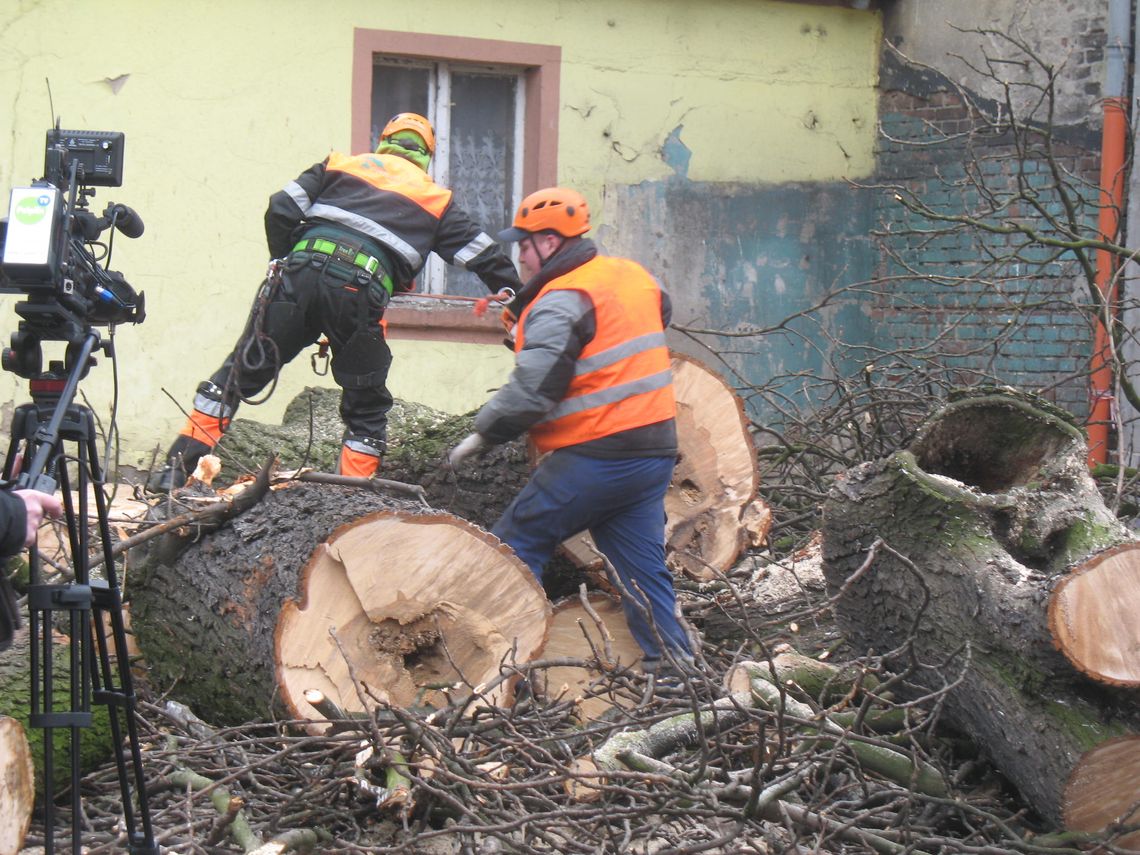 Kasztan już powalony. Kiedy zniknie rudera? (ZDJĘCIA cz. 2) Kasztan już powalony. Kiedy zniknie rudera? (ZDJĘCIA cz. 2)