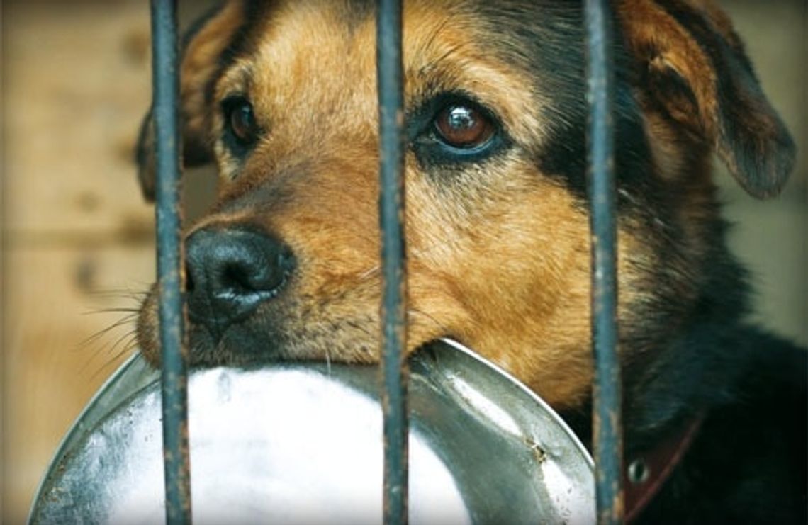 Kliknij by pomóc tczewskiemu schronisku!