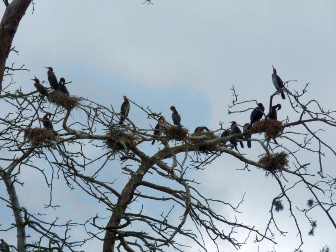 Kormorany udręką dla rybaków i leśników