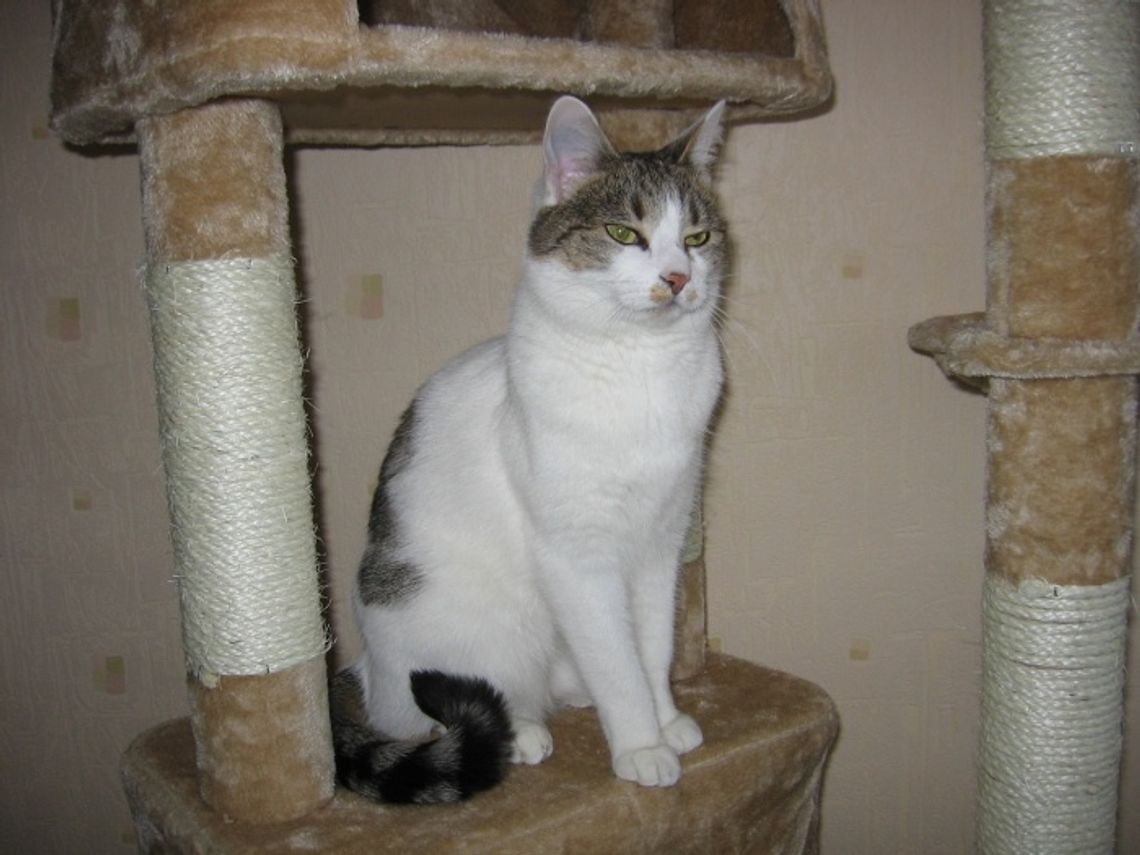 Koty wolno żyjące potrzebują skutecznej pomocy Koty wolno żyjące potrzebują skutecznej pomocy