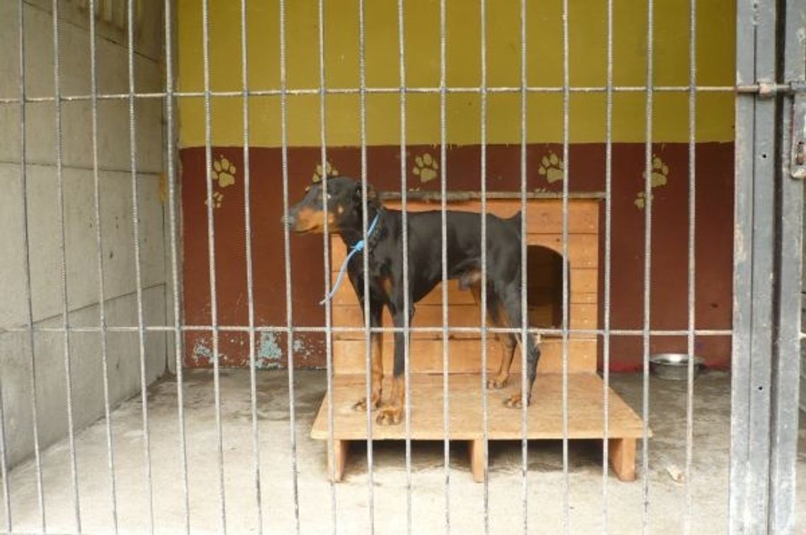 Krótkotrwała miłości do zwierząt. Pieski bez wakacji Krótkotrwała miłości do zwierząt. Pieski bez wakacji