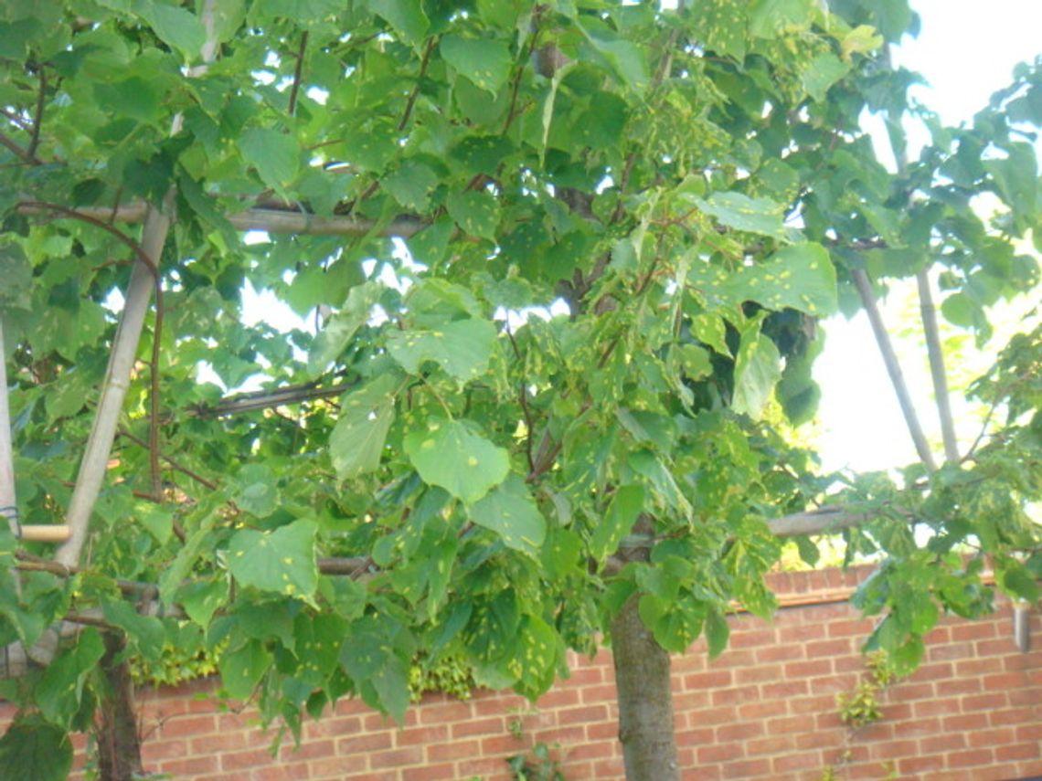 Kto wyciął lipę w środku Tczewa? Kto wyciął lipę w środku Tczewa?