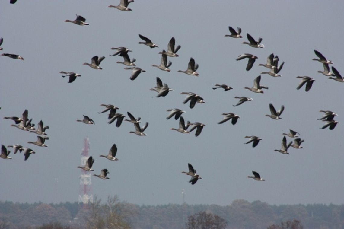 Lecą gęsi i żurawie... Podróż na zachód Europy