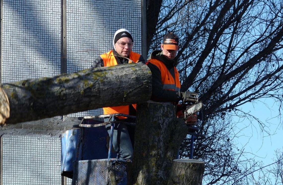 Listopadowe ciecia pielęgnacyjne drzew. Usuną gałęzie suche, połamane i chore