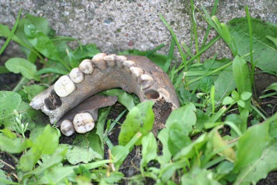 Ludzkie kości znaleziono w parku