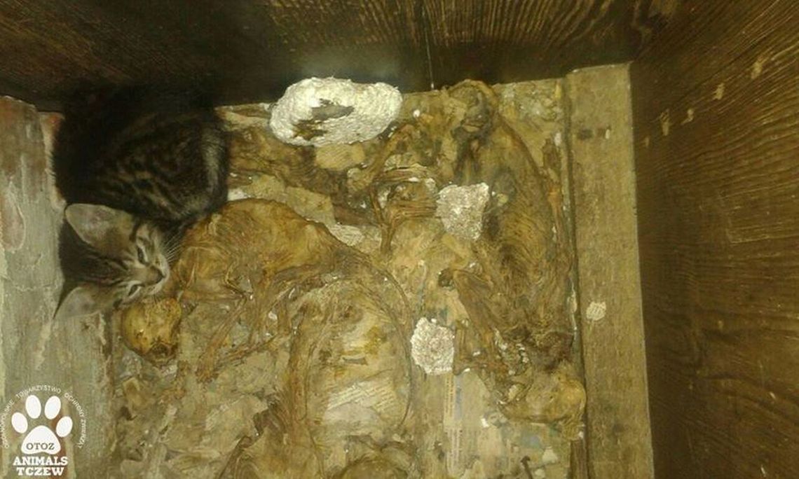 Makabryczne odkrycie przy ul. Sobieskiego 