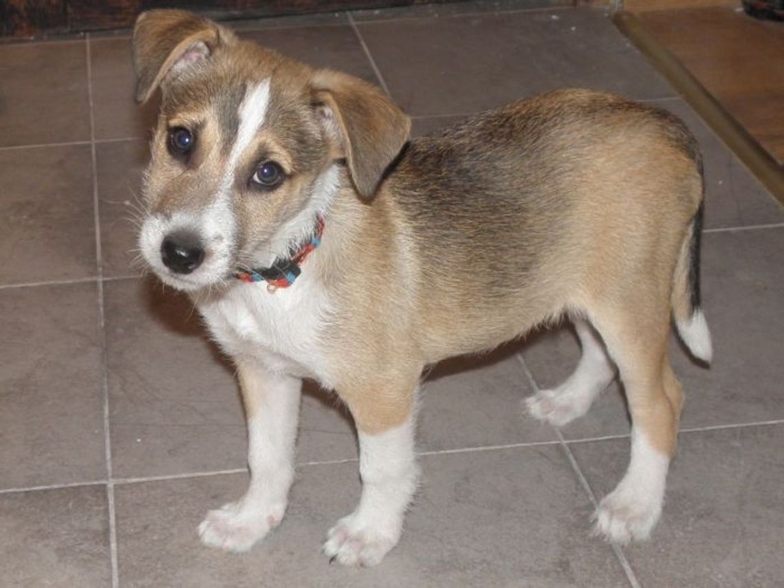 Mandaty dla brudasów. Posprzątaj po swoim psie