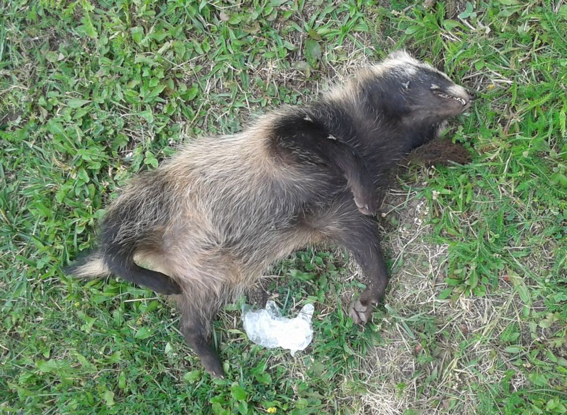 Martwy drapieżnik w środku miasta - skąd się wziął? Martwy drapieżnik w środku miasta - skąd się wziął?