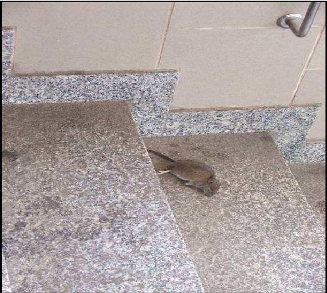 Martwy szczur znaleziony przez NIK na dworcu Martwy szczur znaleziony przez NIK na dworcu