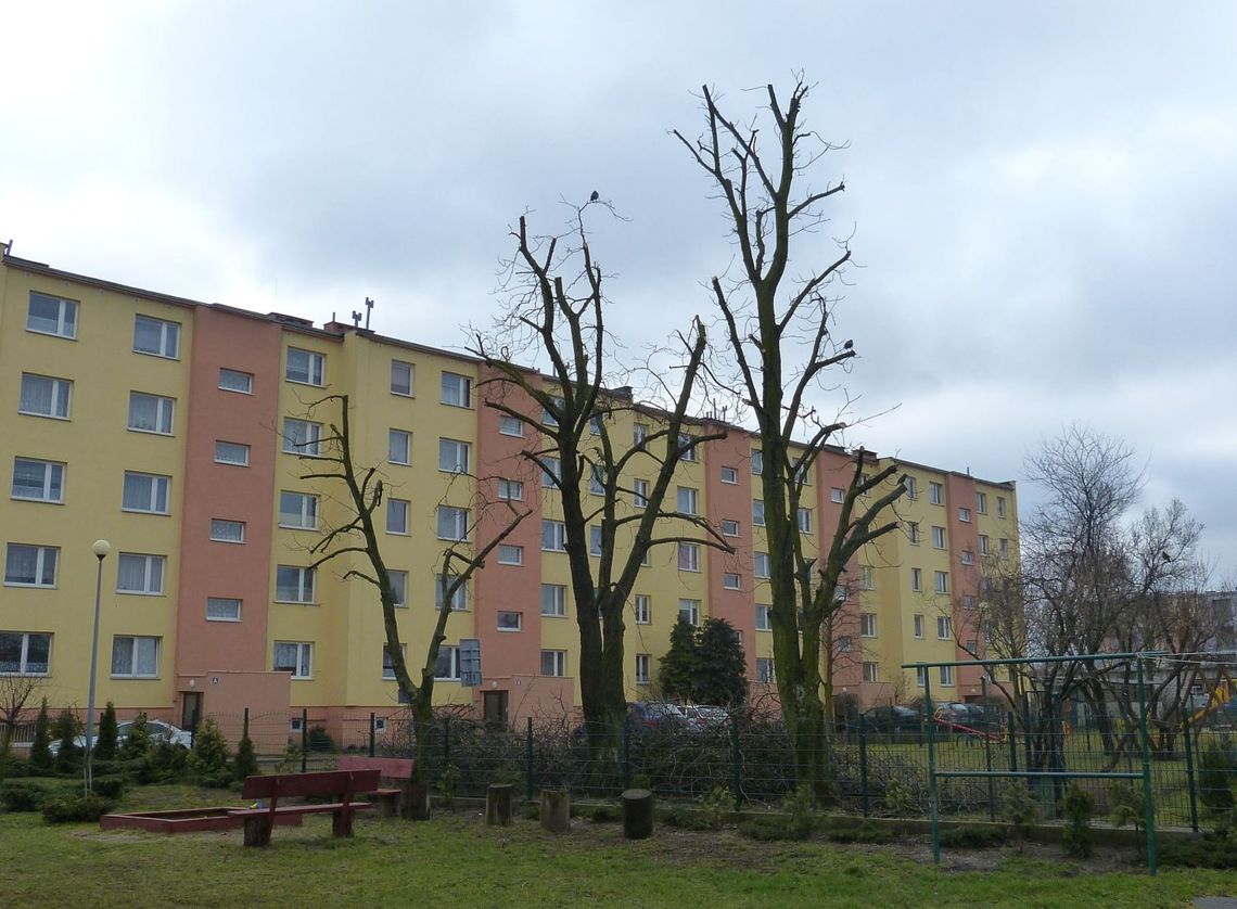 Masowa przycinka drzew - czy zgodnie z prawem? Masowa przycinka drzew - czy zgodnie z prawem?