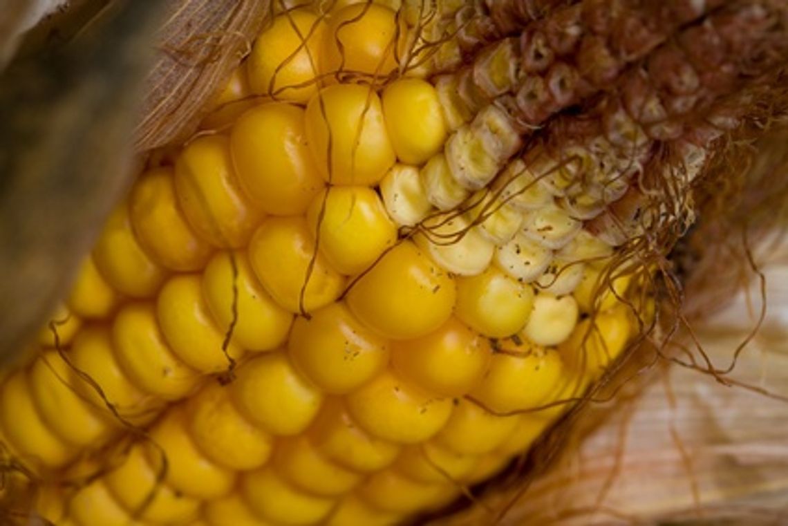 Miał być węgiel, będzie sieczka kukurydzy. Ekologiczna inwestycja już w 2012 r.?