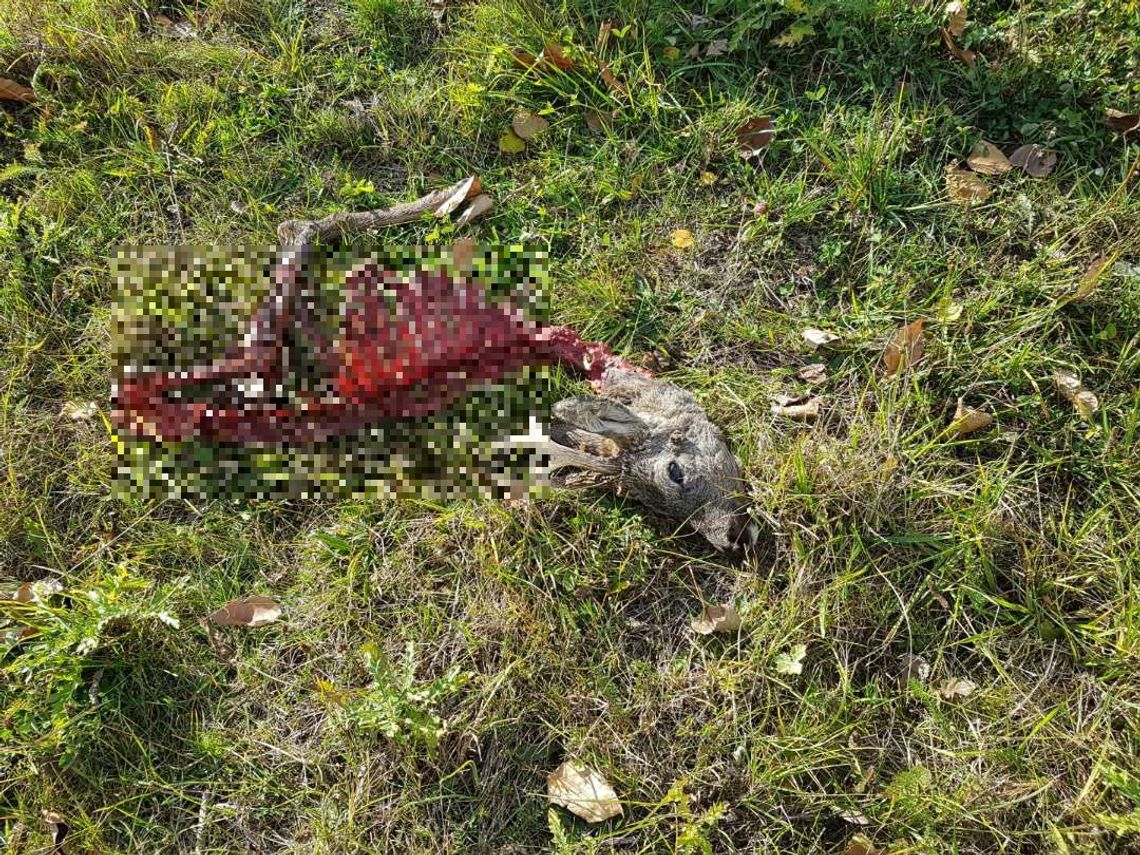 Mieszaniec Brzuśc: wilki zagryzły sarnę tuż pod domami. "Na naszym terenie zamieszkują dwie watahy"