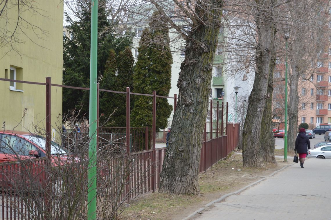 Mieszkańcy psioczą na topole. Drzewa do przycinki czy usunięcia? Mieszkańcy psioczą na topole. Drzewa do przycinki czy usunięcia?