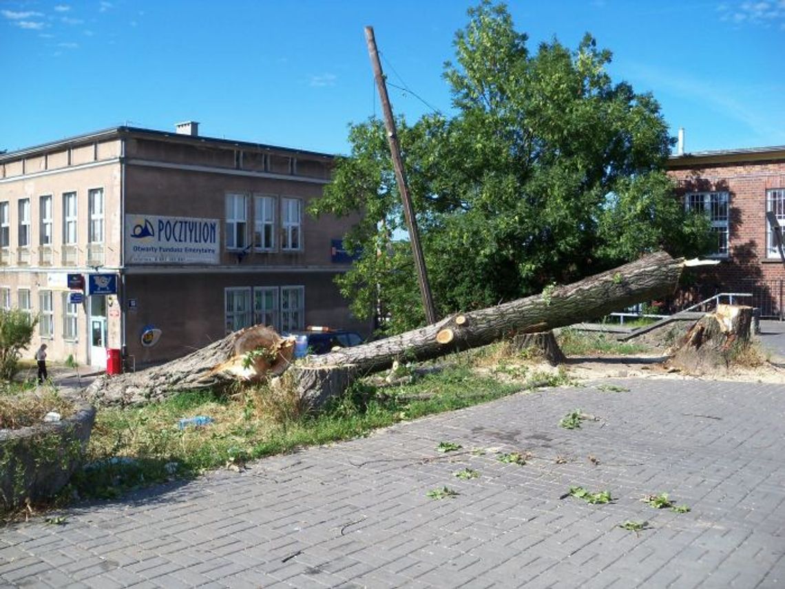 Milion na wycinkę 217 drzew. Drogo i goło - komu wesoło? Milion na wycinkę 217 drzew. Drogo i goło - komu wesoło?