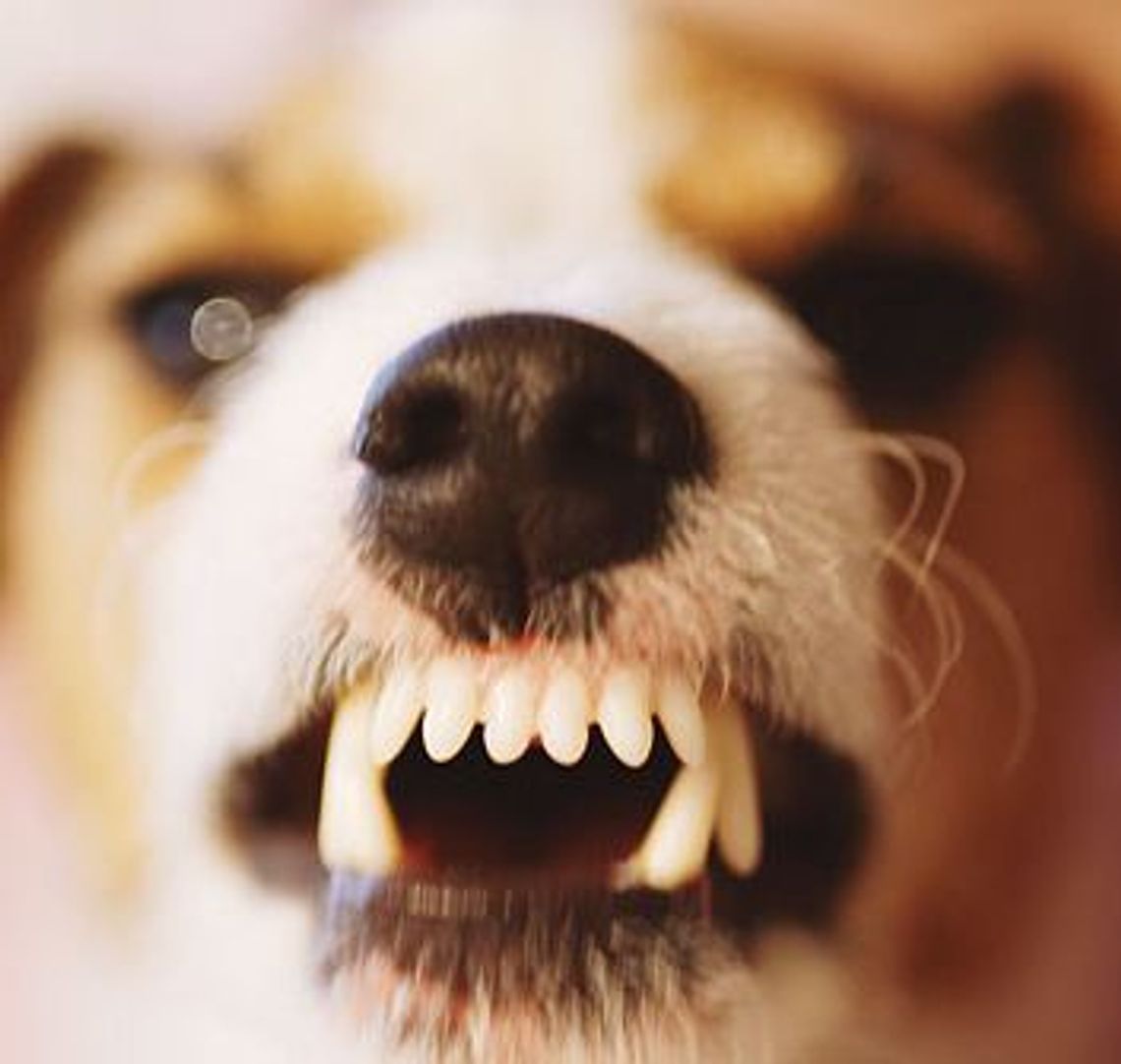 Na Górkach skarżą się na grasujące psy